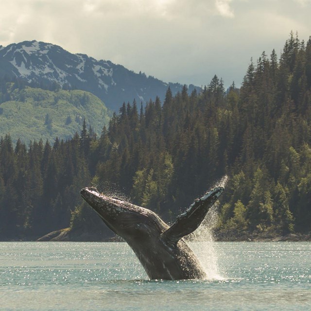 Humpback whale breaches in front of tree-covered mountains