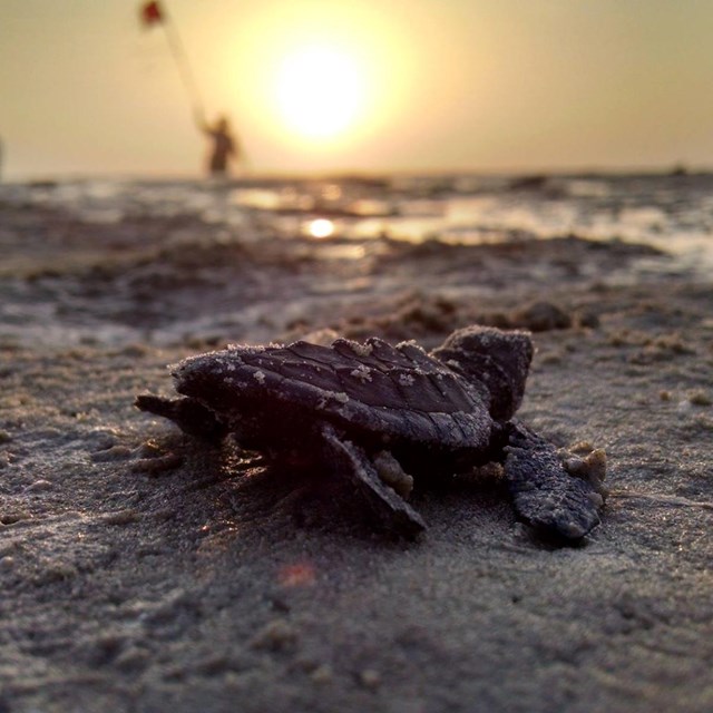 A baby sea turtle making its way towards the sea and the silhouettes of visitors flying kites.