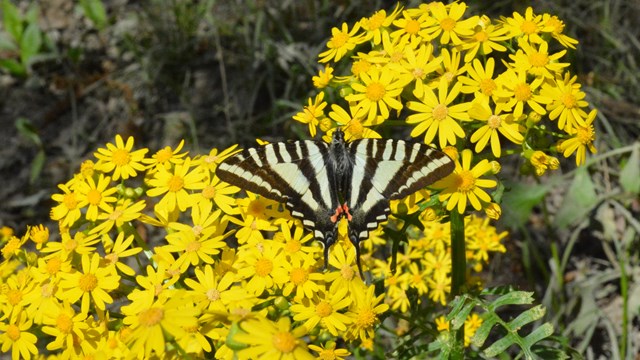 Image of a butterfly on yellow wildflowers (butterweed)