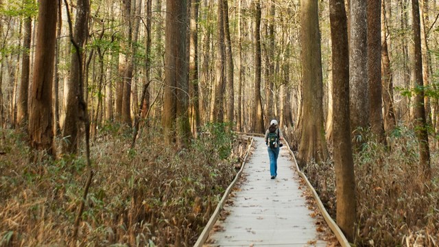 A lone visitor walks through the forest along the Boardwalk. 