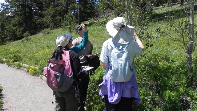 Lily Lake  Phenology