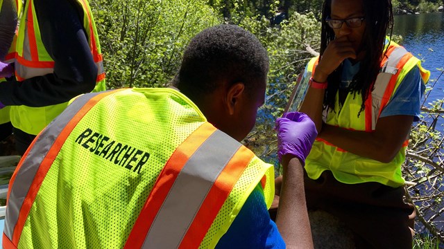 Two researches identify dragonfly larvae in the field.