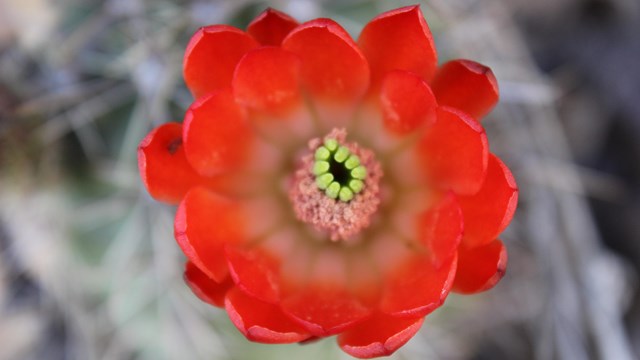 Bright red cactus flower