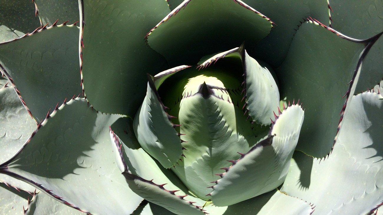 A closeup of an agave plant