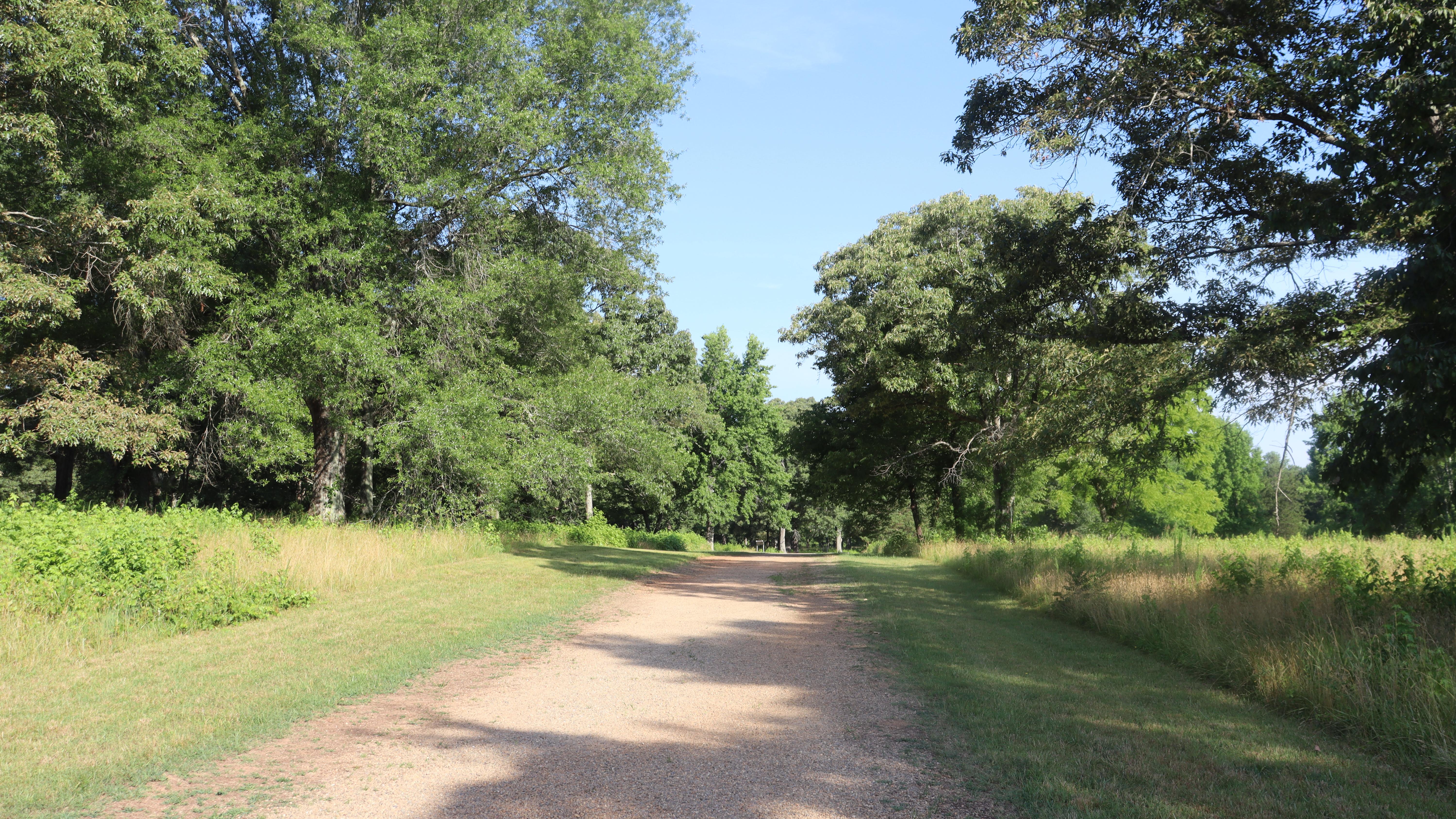 Dirt road traveling through trees