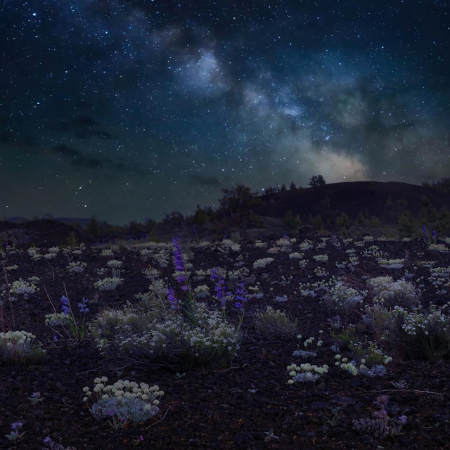 Landscape of dwarf bitterroot illuminated by Milky Way. 