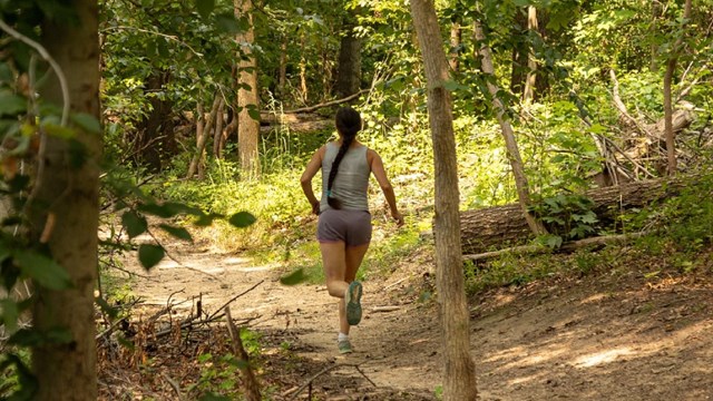 Jogger on a trail through the woods 