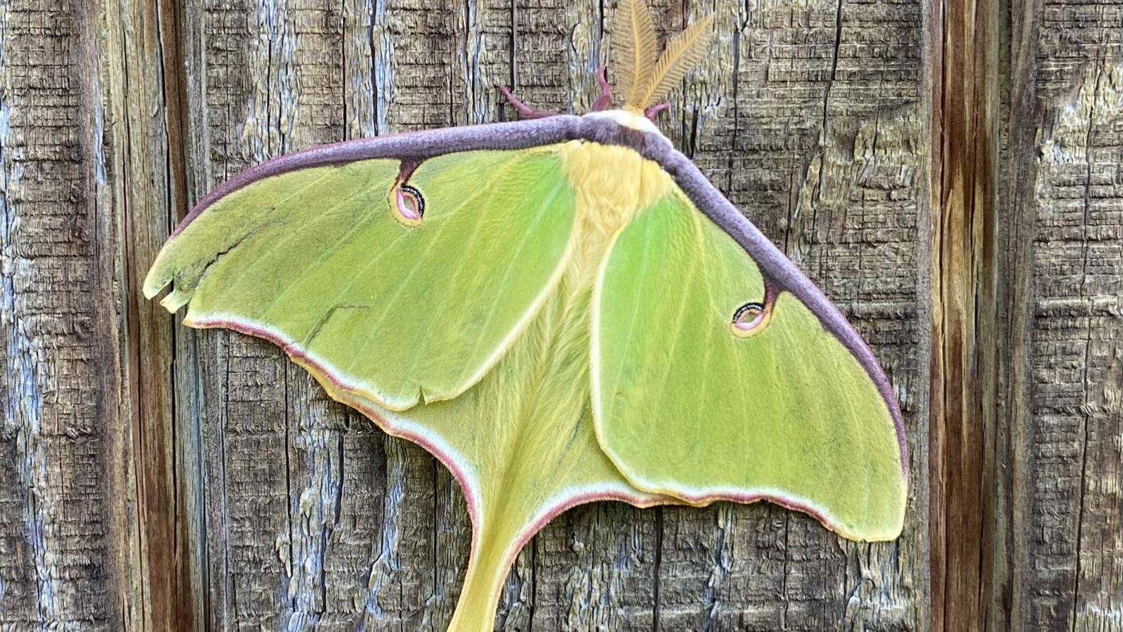 Moth on a wooden background