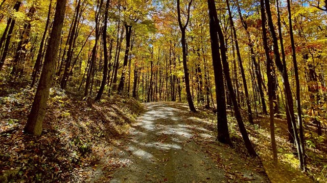 hiking in the woods