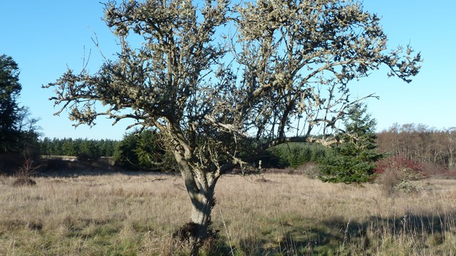 A fruit tree in an open field grows with dense branches and an upward-facing, open shape.