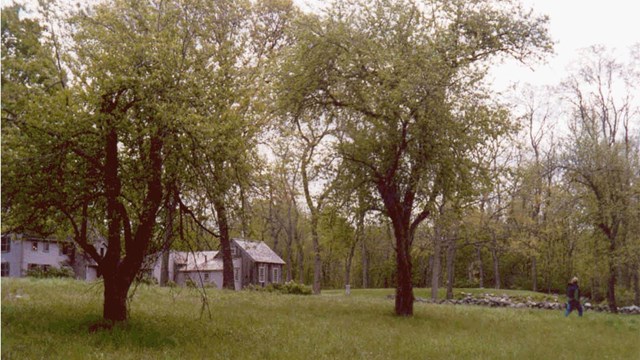 Several fruit trees in a grassy area near a house grow in a tall, unpruned shape. 