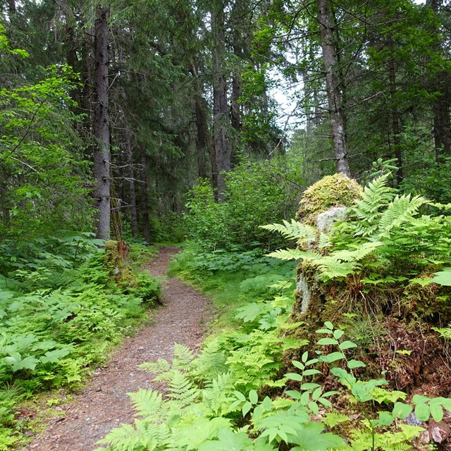 The narrow Chilkoot Trail leads between lichens, mosses, ferns, devil's club, and tall trees 