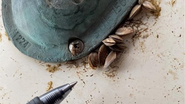 Close up image of a pen tip compared to mussels found on a rusty drain