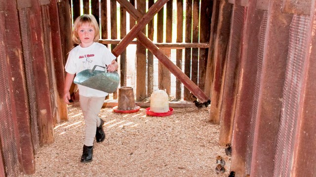 Inside a red barn, a young girl walks away from a chicken feeder and chickens holding a large scoop.