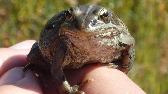 a wood frog sits on a person's fingers