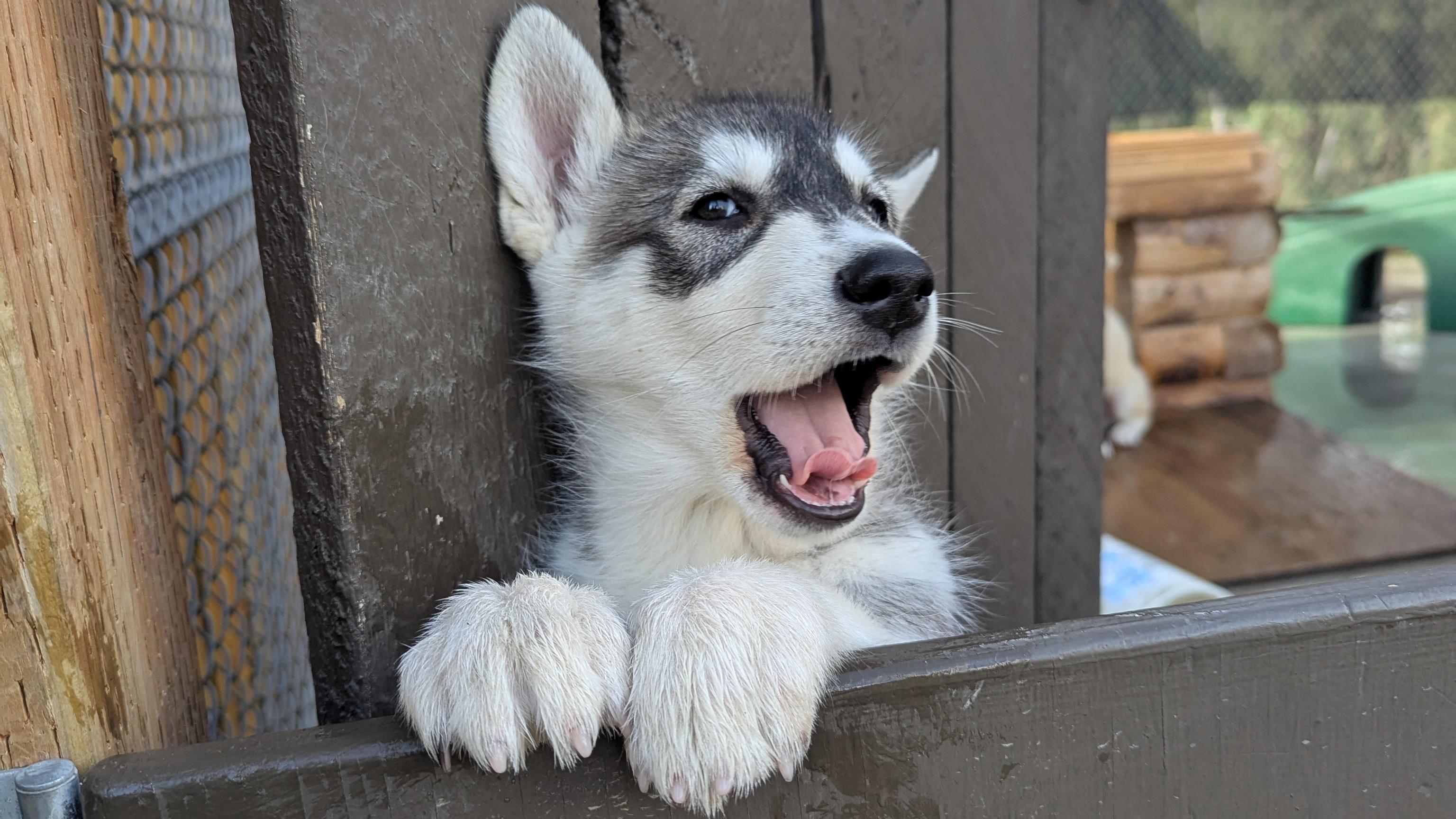 A happy gray and white puppy peeks over a wooden door with its mouth open.
