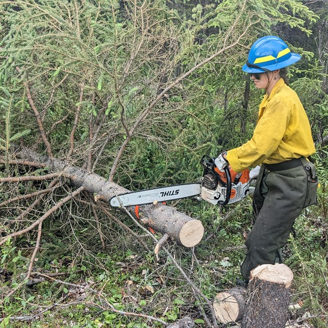 A woman in a yellow jacket and blue hard hat cuts the trunk of a felled tree with a chainsaw.
