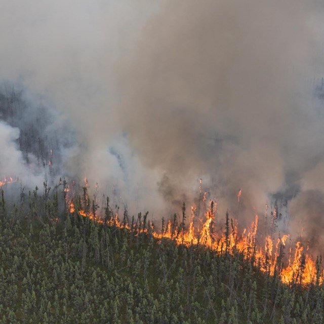 aerial view of a forest, with huge orange flames and thick smoke rising from the trees