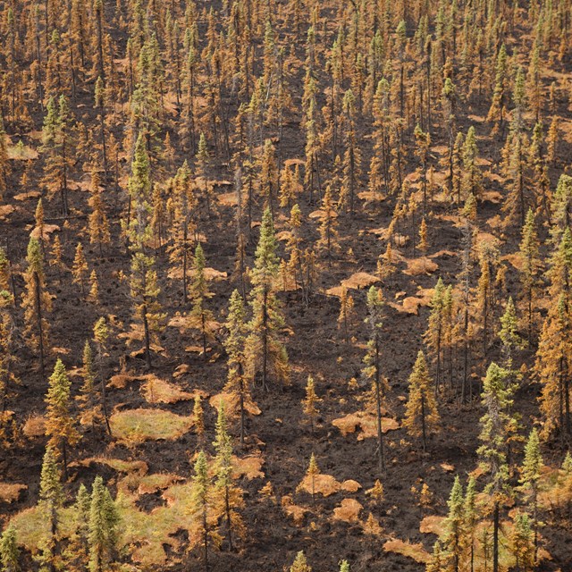 a burned area of forest with charred ground and orange spruce trees