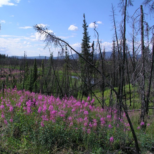 The remains of burned spruce trees rise from a field of purple fireweed.
