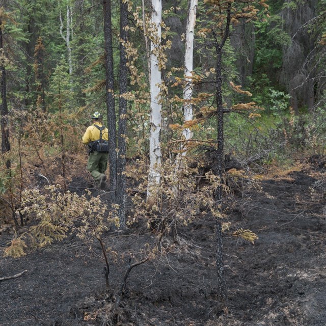 A firefighter stands in the background of a burned patch of forest.