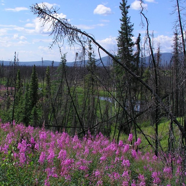 pink fireweed grows amidst burnt trees