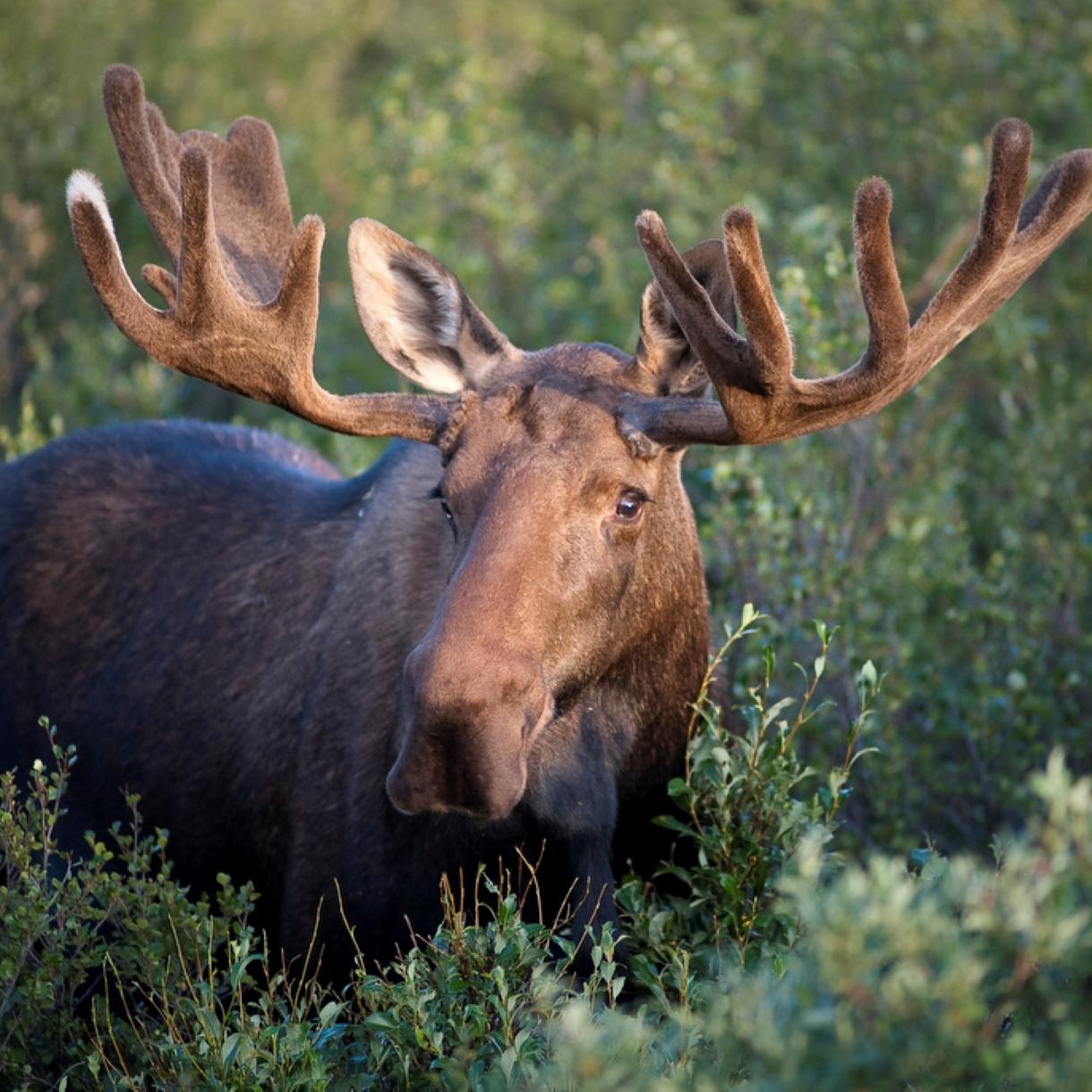 A bull moose with large antlers stands surrounded by green brush.