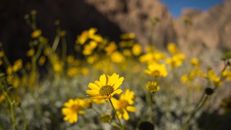 Nature - Death Valley National Park (U.S. National Park Service)