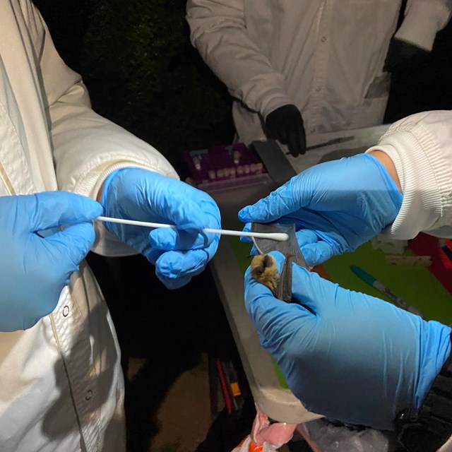 California myotis bat, held in scientist's gloved hand while another scientist swabs its wing.