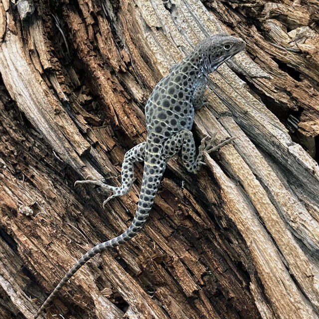 Close up of a tan lizard with dark brown spots and yellow stripes on a log. 