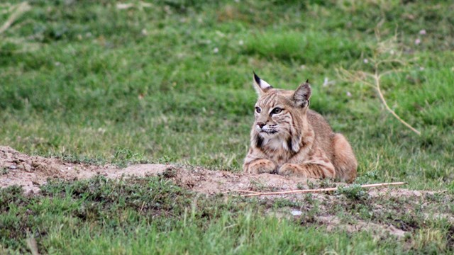 A bobcat laying down at the edge of a prairie dog hole, surrounded by grass.