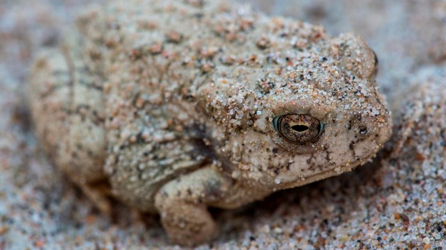 A tan-colored Woodhouses Toad squats in the sand. Grains of sand coat its back as camoflauge.