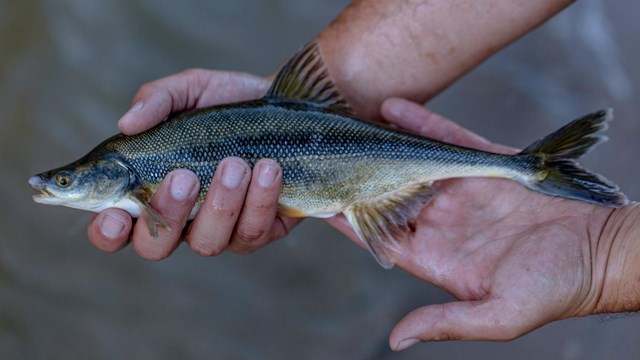 Human hands hold onto bonytail fish, which has a tapered snout and dark gray back with pale belly.