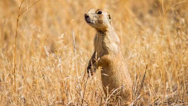 A sandy colored prairie dog stands up at the edge of its burrow surrounded by dry grass.