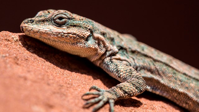 A close-up of the head of an ornate tree lizard perched on a rock.