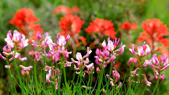 A bunch of pink flowers with green stems is flanked by bushy red flowers.