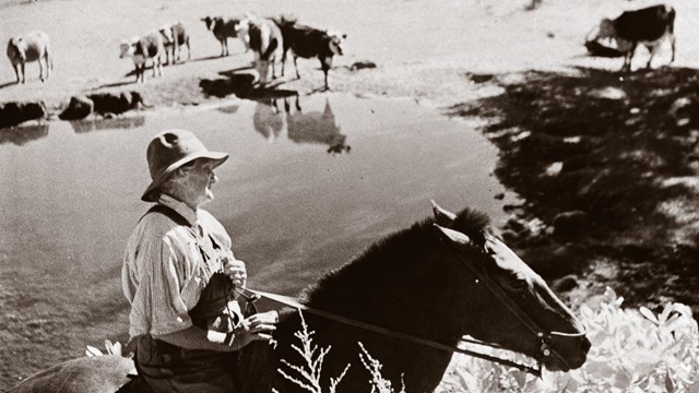 A black and white photograph of a woman on a horse above with cattle visible in the distance.