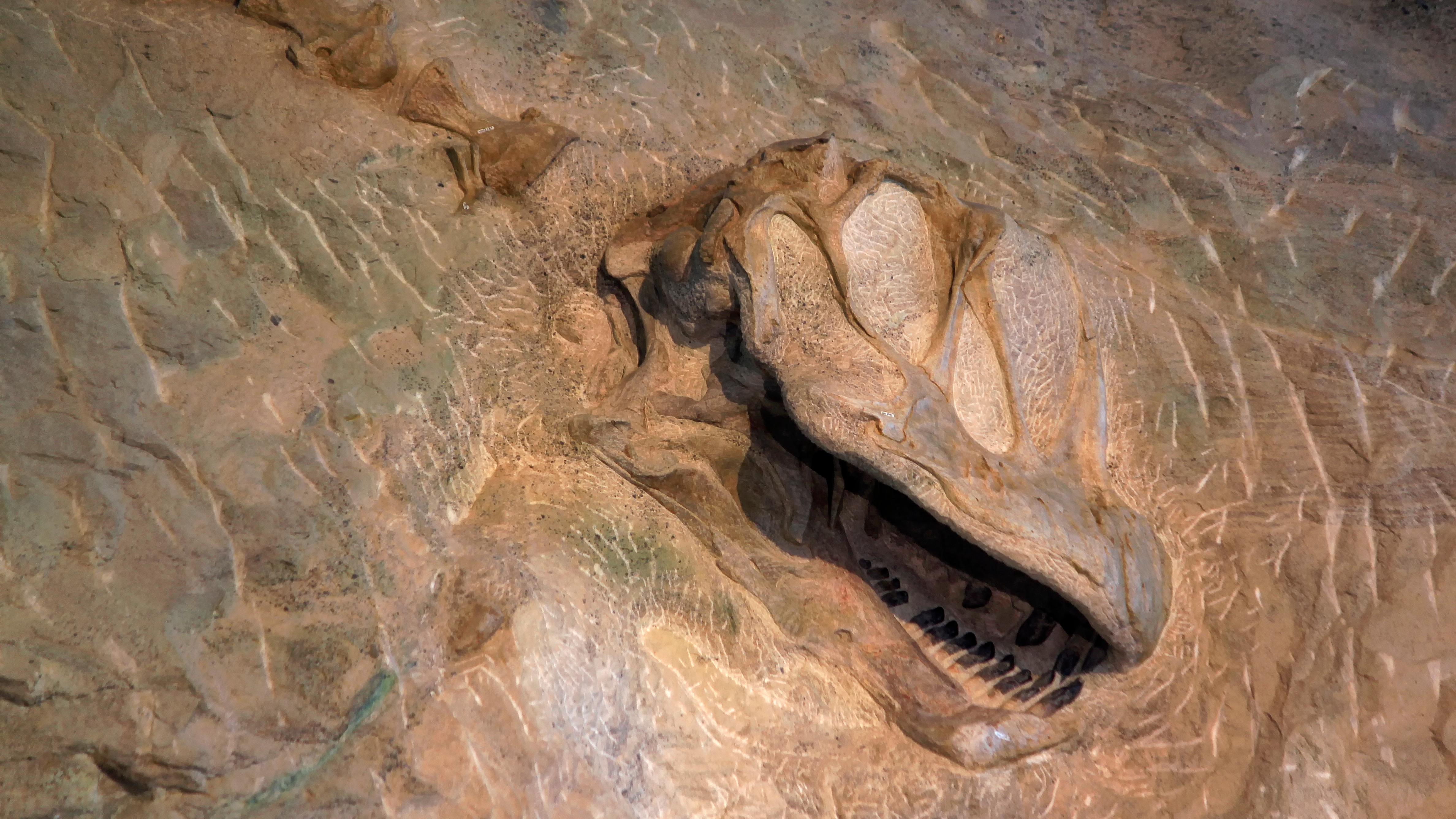 Fossilized dinosaur skull protruding from rock. 
