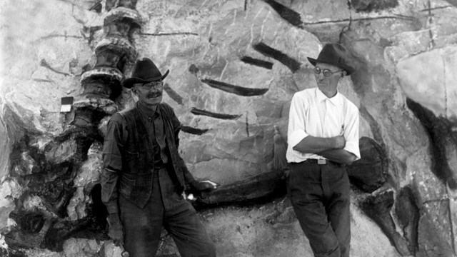 A black and white photo of two men standing in front of exposed dinosaur bones in a rock face.