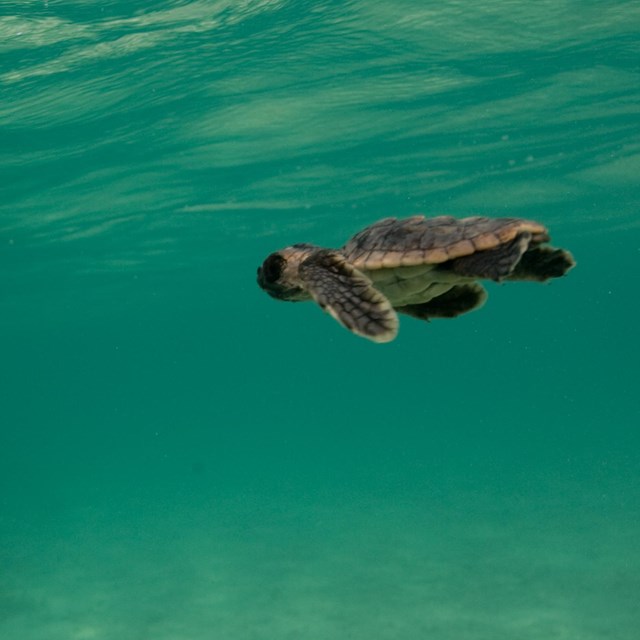 A baby sea turtle swims in the ocean