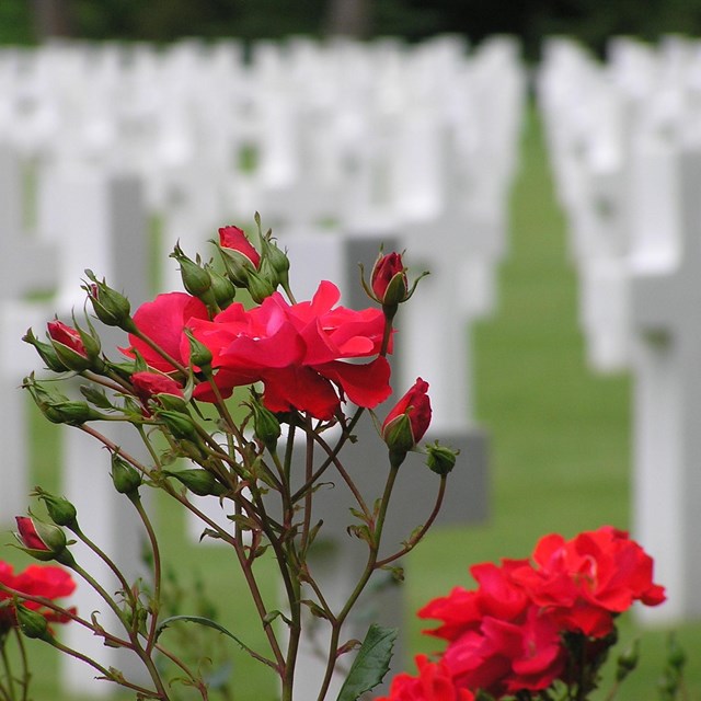 A color image showing red roses in front of white crosses