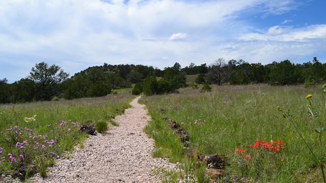 A gravel path through a green field with red flowers