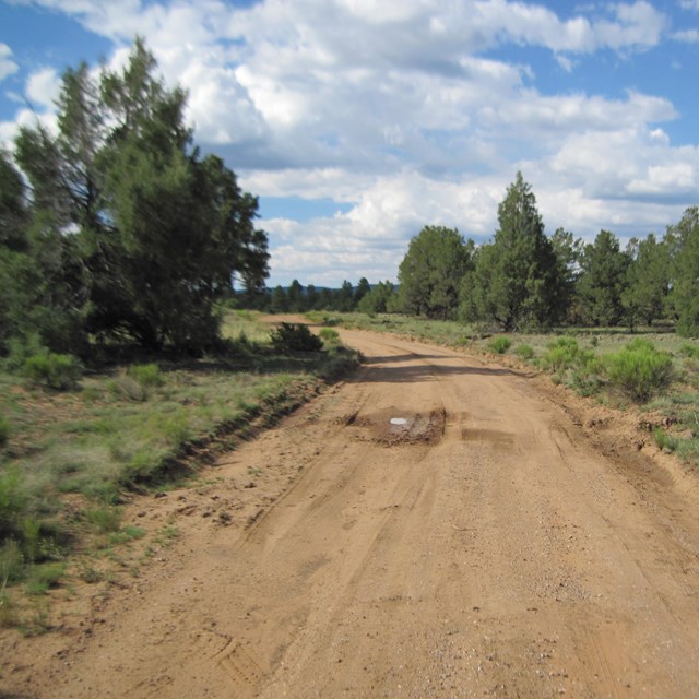 A muddy road bends away from the viewer, splitting through a wide patch of trees.