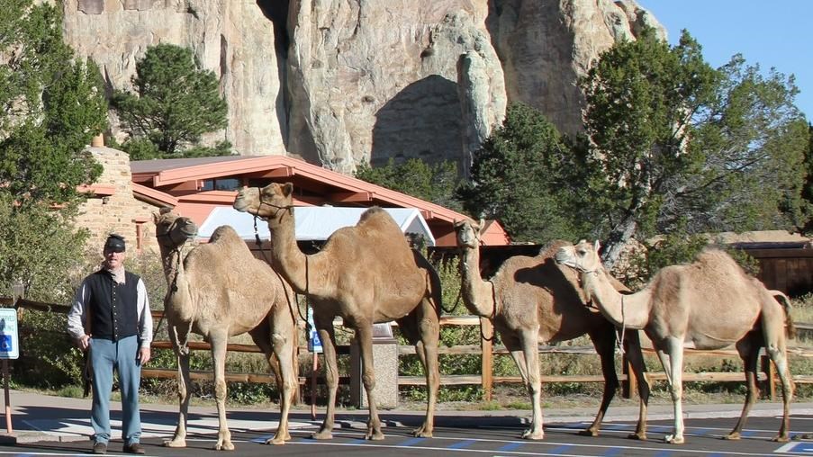 A man in a historic military uniform stands with 4 camels in front of El Morro 