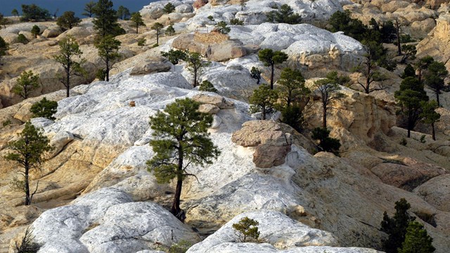 A snaking trail across the top of the mesa.