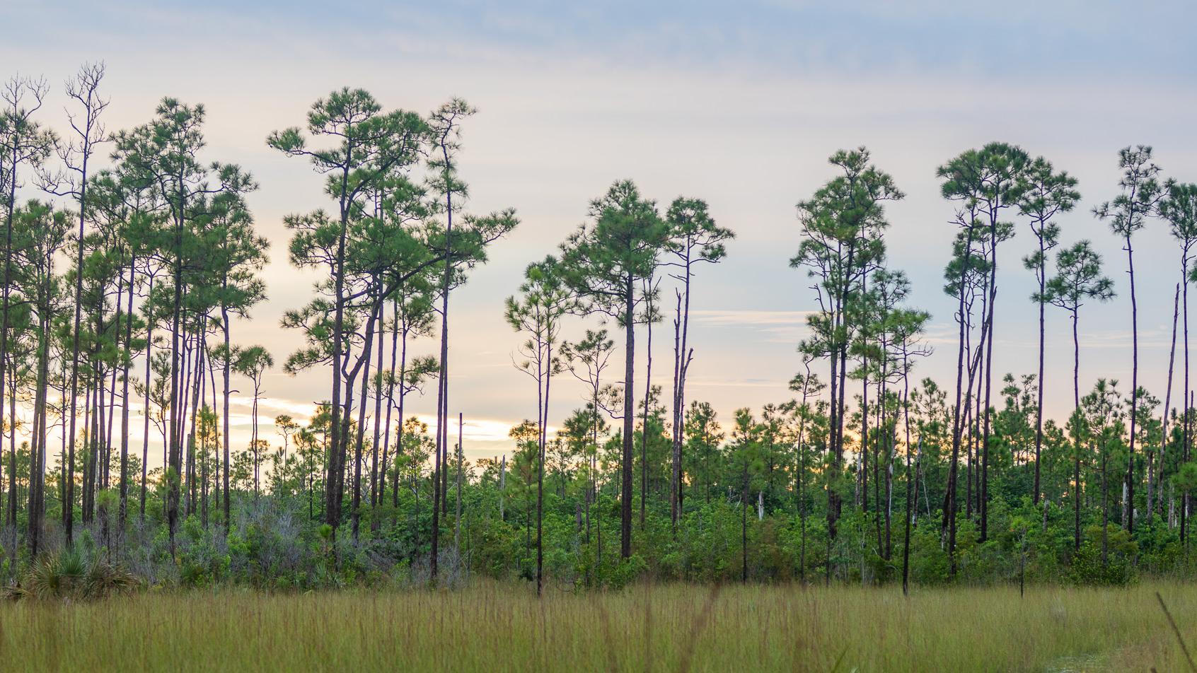 Pineland Trail
