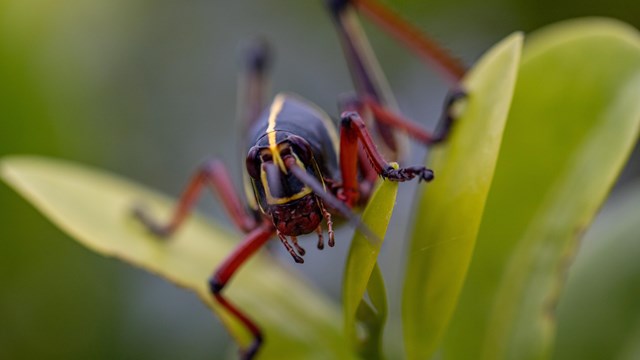 A photo of a grasshopper in leaves