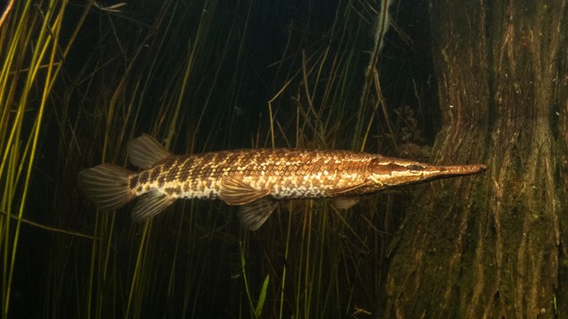 A photo of a grouper in the water.