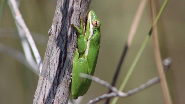 Amphibians
