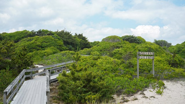 A vegetated space on a sand dune with a boardwalk and sign reading "Sunken Forest".